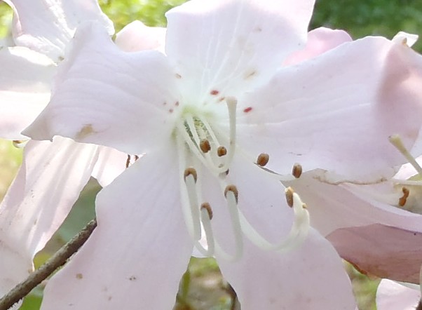 fig.25 �N���t�l�c�c�W�@�T�قP�O�Y�B