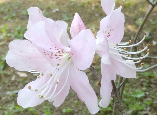 fig.26 �N���t�l�c�c�W�@�T�قP�O�Y�B