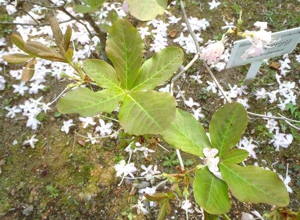 fig.27 �N���t�l�c�c�W�i�����t�j