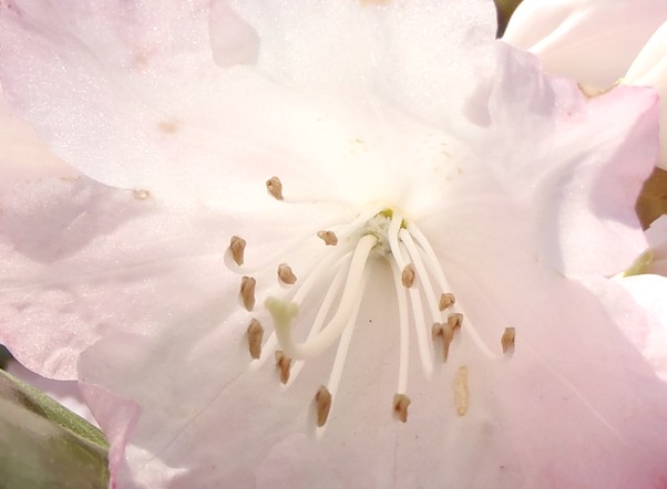 fig.28 �z���V���N�i�Q�@�V�قP�S�Y�B