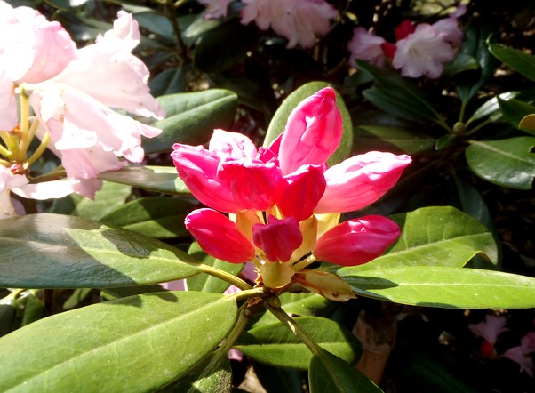 fig.29 �z���V���N�i�Q