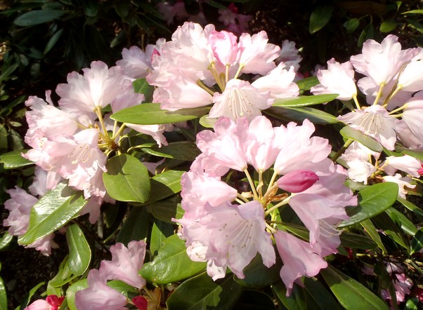 fig.30 �z���V���N�i�Q�i�S�i�j