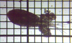 fig.01 �P���~�W���R��