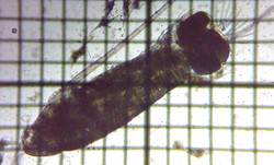 fig.02 �q�Q�i�K�P���~�W���R��