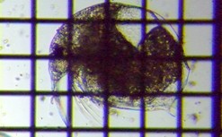 fig.03 �]�E�~�W���R