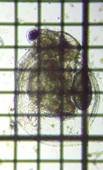 fig.04 �q���l�R�[�~�W���R