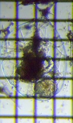 fig.05 �t�N�������V