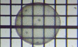 fig.07 �{���{�b�N�X��