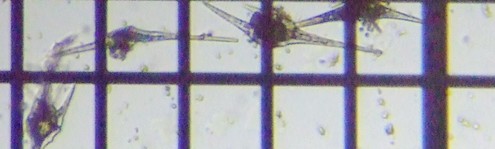 fig.08 �c�m�I�r���V