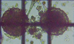 fig.09 �g�Q�c�{�J����