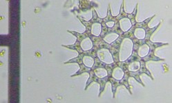 fig.10 �N���V���E���i�Α��j