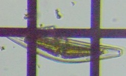 fig.11 �N�`�r���P�C�\�E��