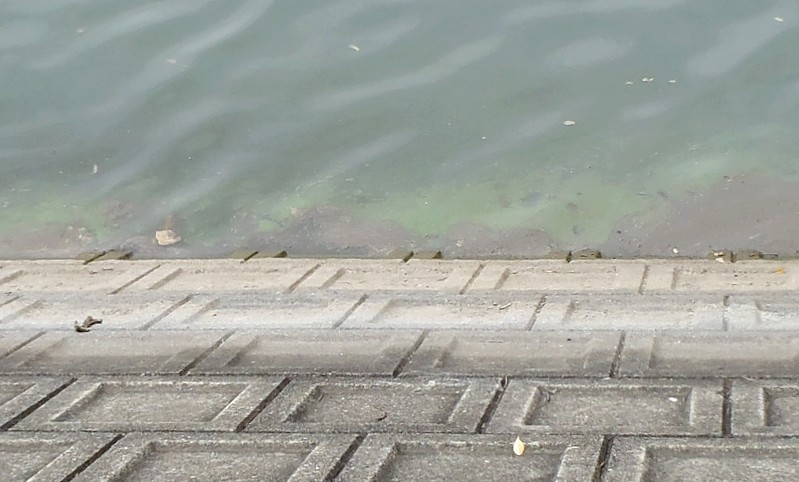 fig.00 �Y�փP�r�̃A�I�R���ہi����k�[�j