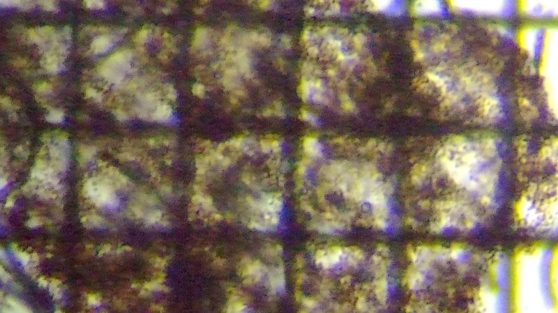 fig.05 �~�N���L�X�e�B�X�C�N�`�I�u���[�x Microcystis Ichthyoblabe