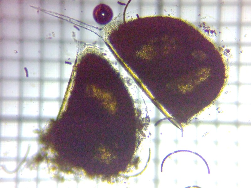 fig.01 �]�E�~�W���R���̗���i�x�����j