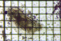 fig.02 �J�u�g�~�W���R�i�ہj