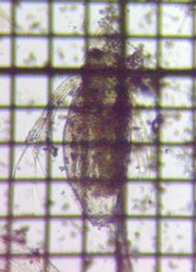 fig.03 �J�u�g�~�W���R�i���j