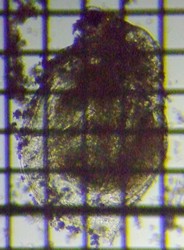 fig.04 �q���l�R�[�~�W���R