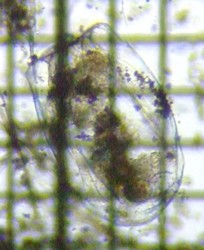 fig.05 �t�N�������V