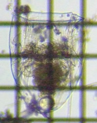 fig.06 �t�N�������V