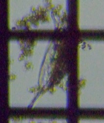 fig.09 �l�Y�~�����V