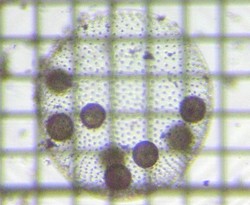 fig.10 �{���{�b�N�X��