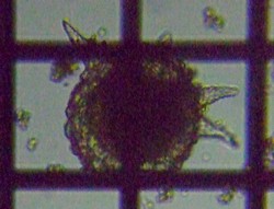 fig.12 �g�Q�c�{�J����