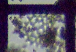 fig.14 �N���V���E���i�Α��j