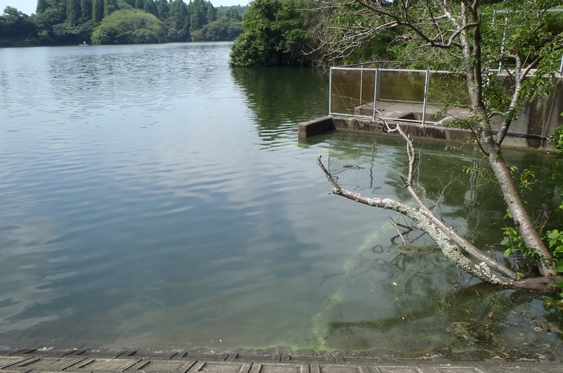 fig.00 �Y�փP�r�̃A�I�R���ہi����k�[�j