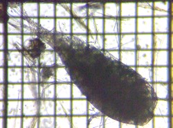 fig.01 �P���~�W���R��