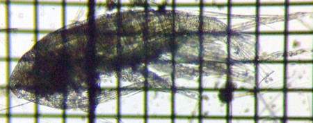 fig.02 �q�Q�i�K�P���~�W���R��