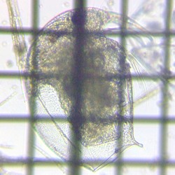 fig.03 �]�E�~�W���R