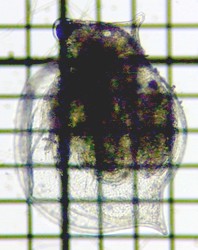 fig.04 �q���l�R�[�~�W���R