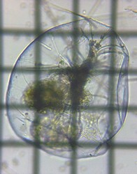 fig.05 �t�N�������V