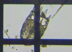 fig.06 �J���m�R�E�����V