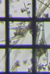 fig.07 �c�m�I�r���V