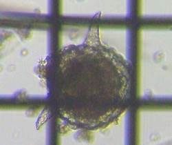 fig.08 �g�Q�c�{�J����