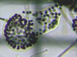 fig.02 �~�N���L�X�e�B�X�x�[�[���x���M�[ Microcystis Wesenbergii