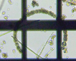 fig.03 �A�i�x�i