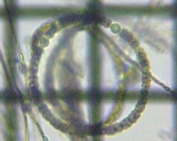 fig.04 �A�i�x�i