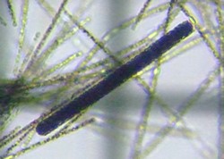 fig.06 ���������̈��