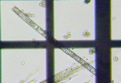 fig.07 �~�h�����̈��