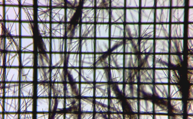 fig.00 �Y�փP�r�̃A�t�@�j�]���m�����i�{�[�g�n�E�X�c�J���g�V���j